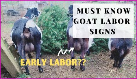 How To Know When Your GOAT Offer Is Accepted